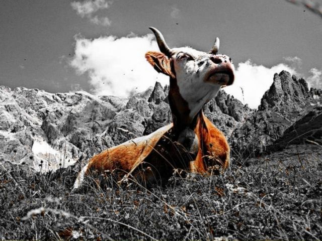 Ferienwohnungen Berg Sait